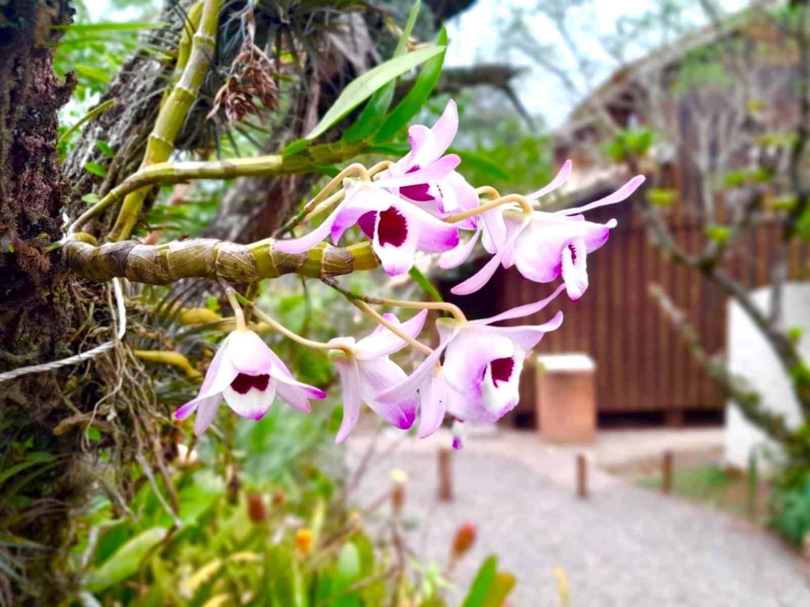 Recanto Das Bromelias Chales Guarda do Embaú 外观 照片