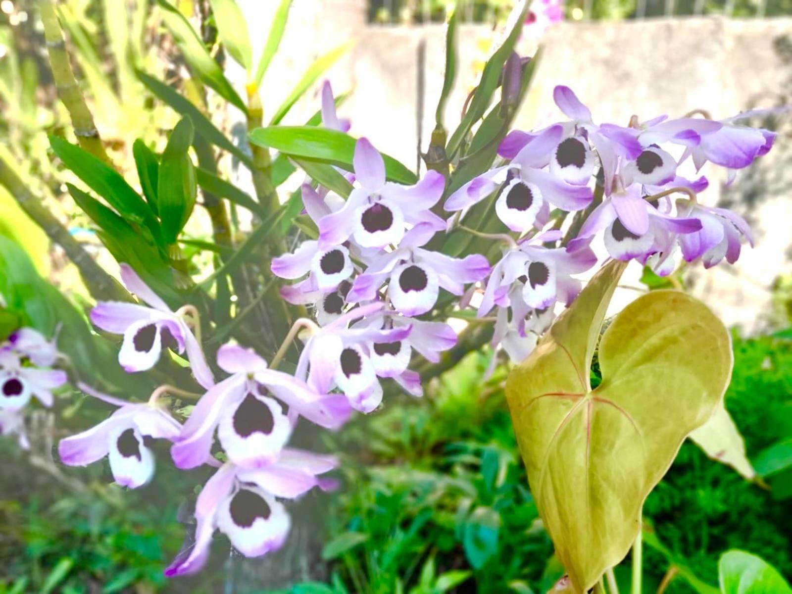 Recanto Das Bromelias Chales Guarda do Embaú 外观 照片