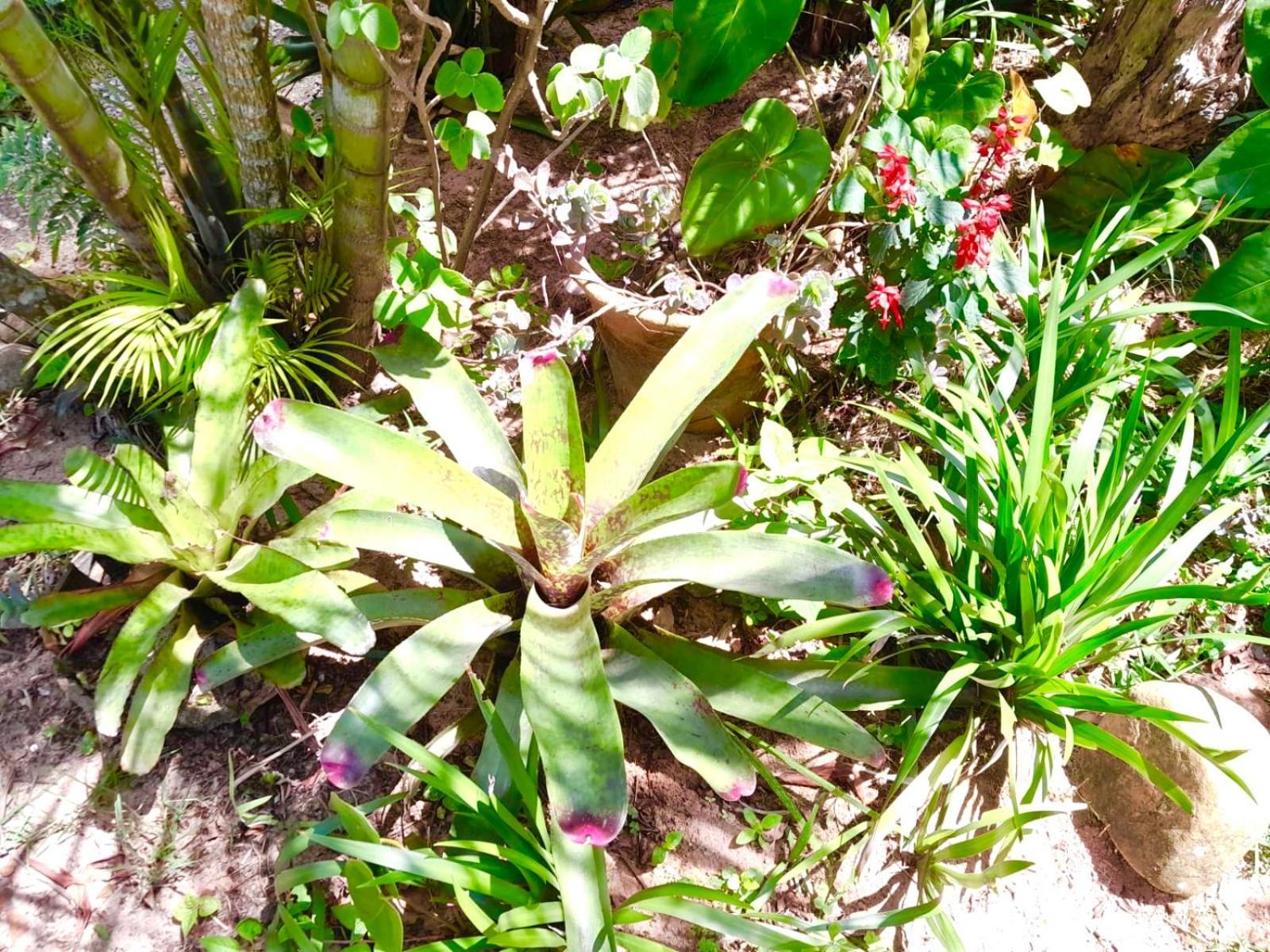 Recanto Das Bromelias Chales Guarda do Embaú 外观 照片