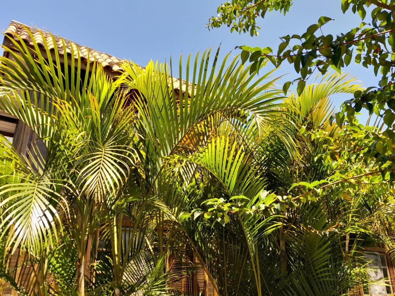 Recanto Das Bromelias Chales Guarda do Embaú 外观 照片